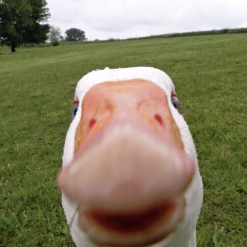 Oi Oi
