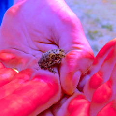 Mickey Mouse's Present