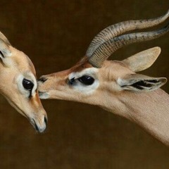 ماعاد لك حس ~ محمد بن زميع