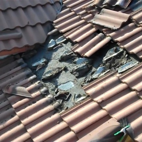AAAC Wildlife Removal of Denver - Bat Removal Westminster