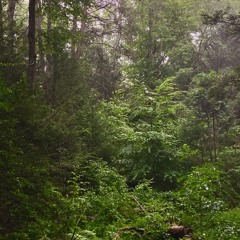 OUT THE WOODS (prod. Amil Berlin)