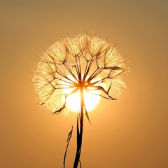 Following The Light