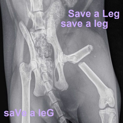 Save a Leg