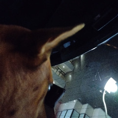 My Dog Fears Car Ghosts