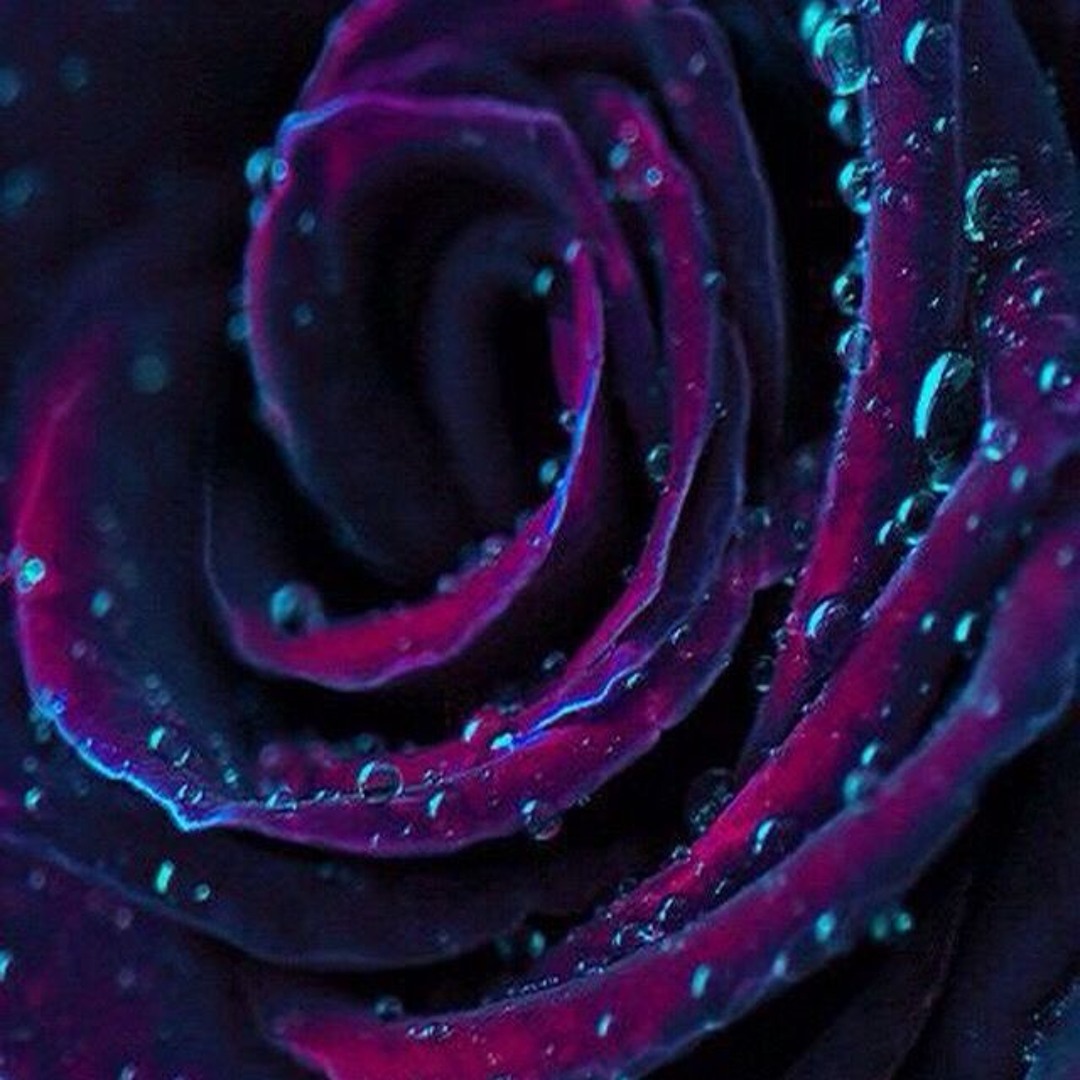 Raindrops on Roses