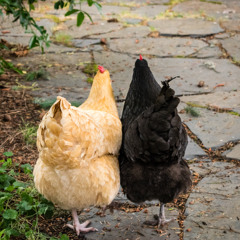 prayer for the health and safety of chickens everywhere