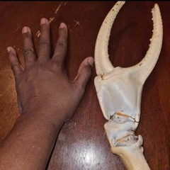 The 10 Crab Commandments