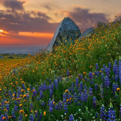 (DJ EDK) wifiskeleton - ugly as fuck and forever alone