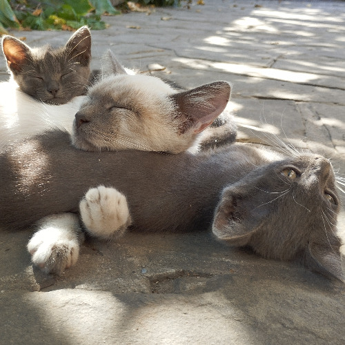 To Be a Camel Statuette