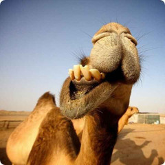 camelphlappers