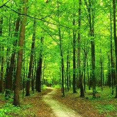 Auf der Nano durch den Wald