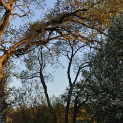 Dawn Chorus (9) - 18 May 2024 at 4.24am - Palupohja