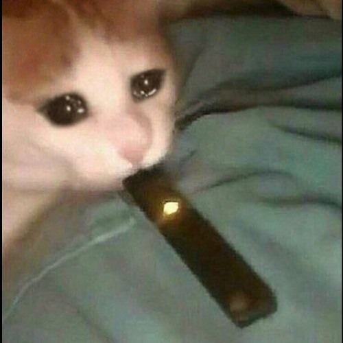 C  A  T  battle theme