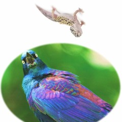 The Gecko and Grackle