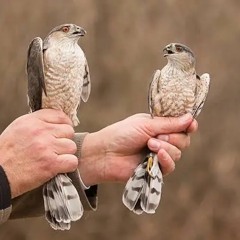 prolly (Rckstr Duofacee)