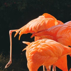 FLAMINGO DUB (free download)