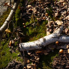 Morning improvisations