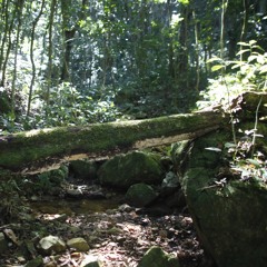 Morning sounds in a Puerto Rican forest -- Rio Maricao Natural Protected Area, Maricao, Puerto Rico