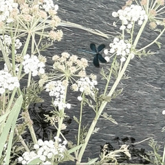 Parachute (Take 1 11/10/24)