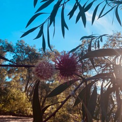 The Adventures of Snugglepot & Cuddlepie