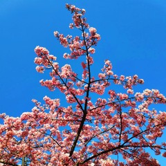 Harumeki