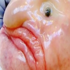래니-아이스틸턱투지져스커버