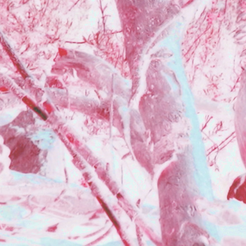 Finding Home (Neekoo & Suzora)