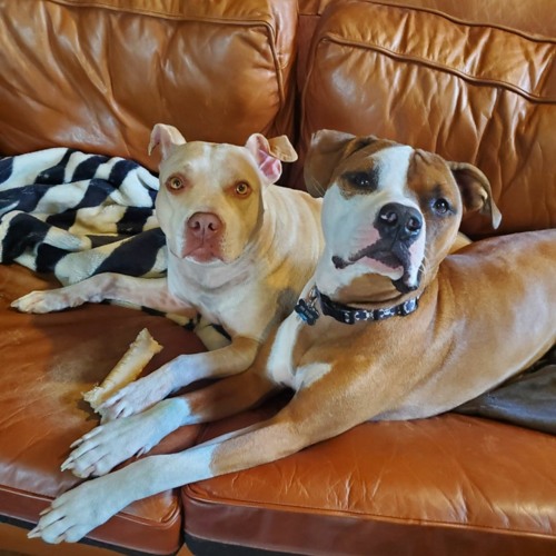 Rescued Pups - Combstead / Robert Grigg