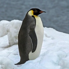 penguin rap. ❄️