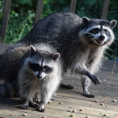 SPECIAL SOUNDS between raccoon children and their mother ****field recording****