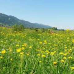 Meadow