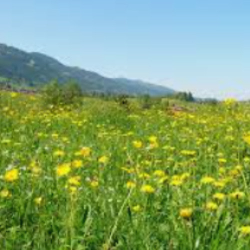 Meadow