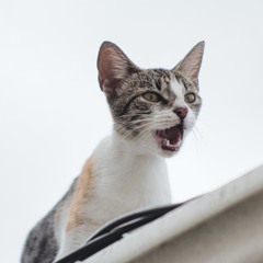 The Wanderer Cat Cover