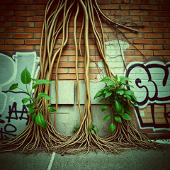 seven rising roots