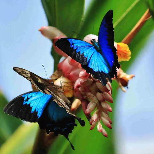 The Remedy of Butterflies by Samuel Wagan Watson