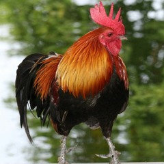 XARAKTER -Пятый номер (Instrumental)