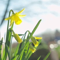 daffodils (prod. lil biscuit)