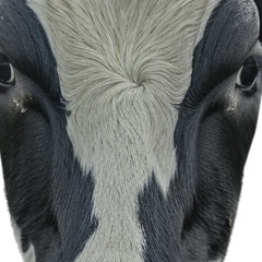 EQUAL2 - Dominator Tool (The Noisy Bovine Edit)