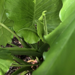 Quick Before it’s Gone!