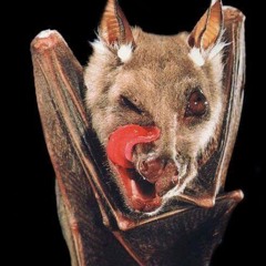 DEATH_BY_DISTORTION +(LORDPOIINT)