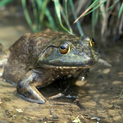 Stream MO Conservation: Frog hunting by KTRS 550am