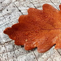 Doppler Waltz [original instrumental]