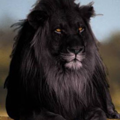 Black lion