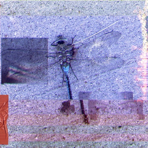 Allison