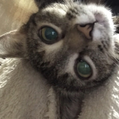 playingtheangel-ЛЕЗВИЕ ВОСХОД