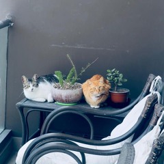 Lindo