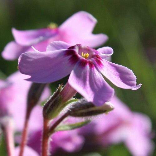 Mandolin and Tin Whistle Song