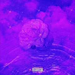 ＬＡＶＥＮＤＥＲ ＫＵＳＨ   ラベンダー