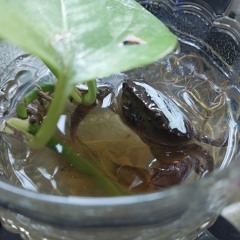 Death=Life.02.12.2025.m4a