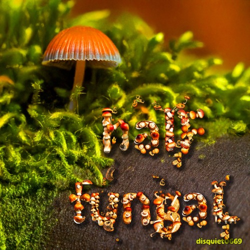 halF fungaL [disquiet0669]